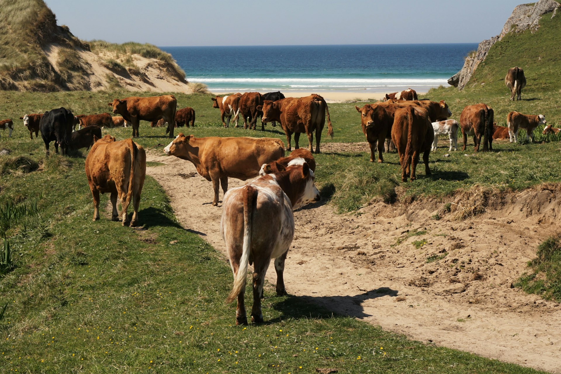 Un rebaño de vacas en un sendero que cruza Hog Bay en la isla de Cole, Inner Hebrides, Escocia