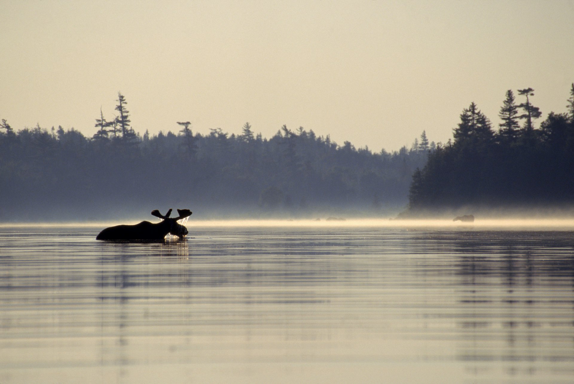 A moose in silhouette stands in a lake in the morning mist