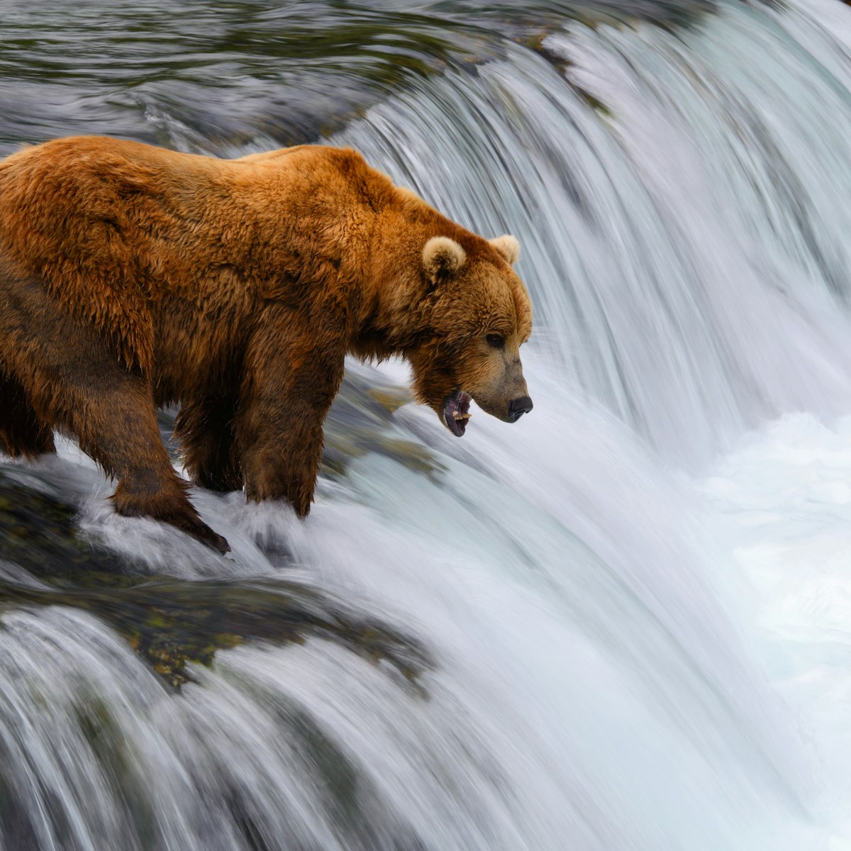 An alaskan brown bear is waiting to catch salmon at Brooks Falls, Katmai National Park, Alaska.