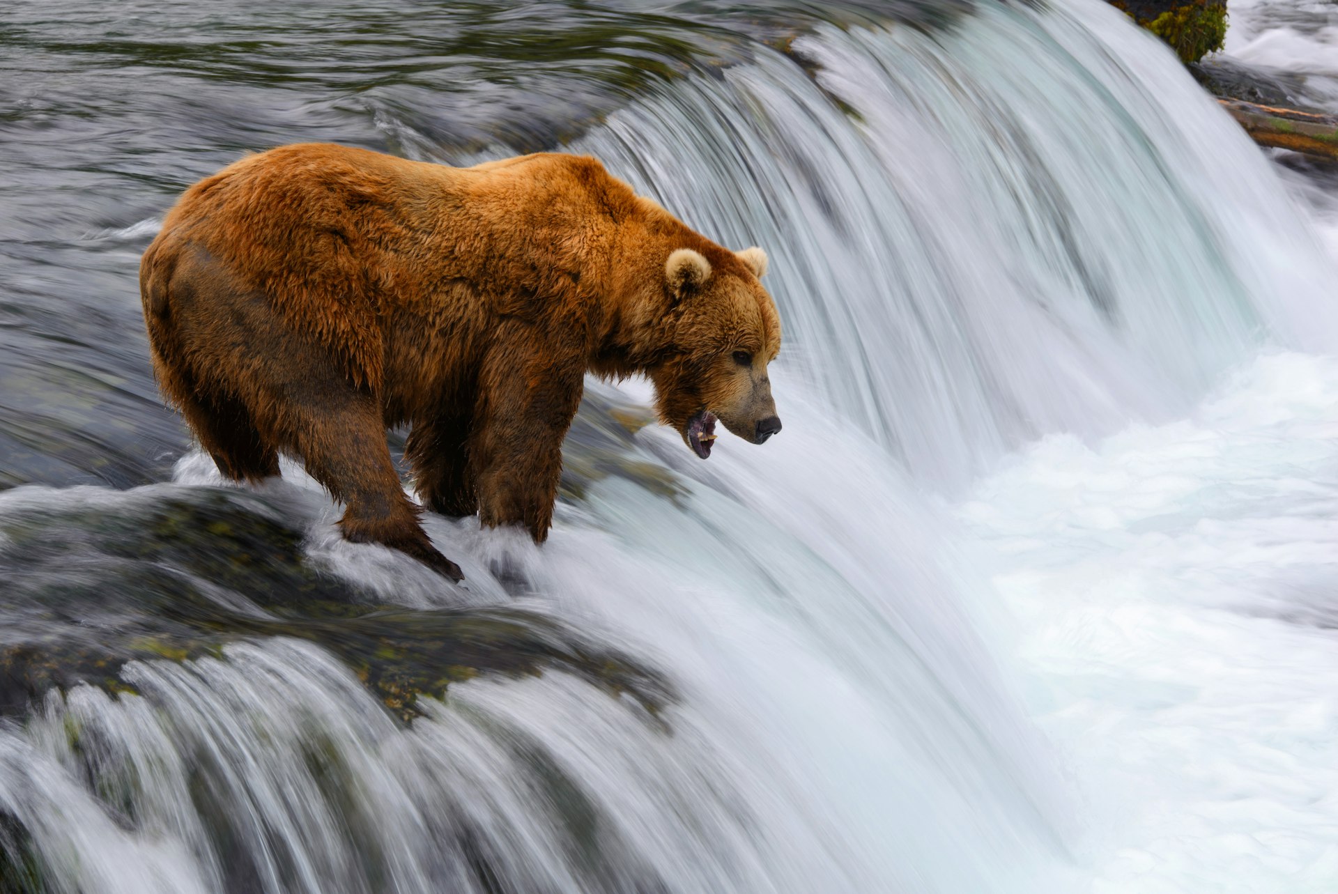 An alaskan brown bear is waiting to catch salmon at Brooks Falls, Katmai National Park, Alaska.