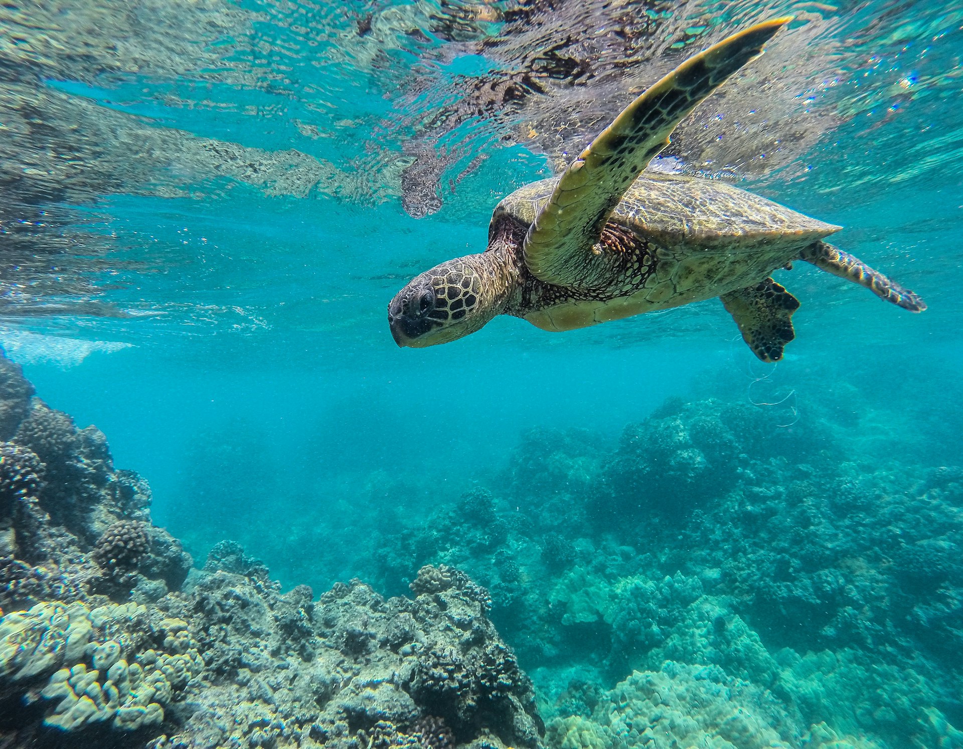 A green sea turtle swimming at a reef in Lanai, Hawaii