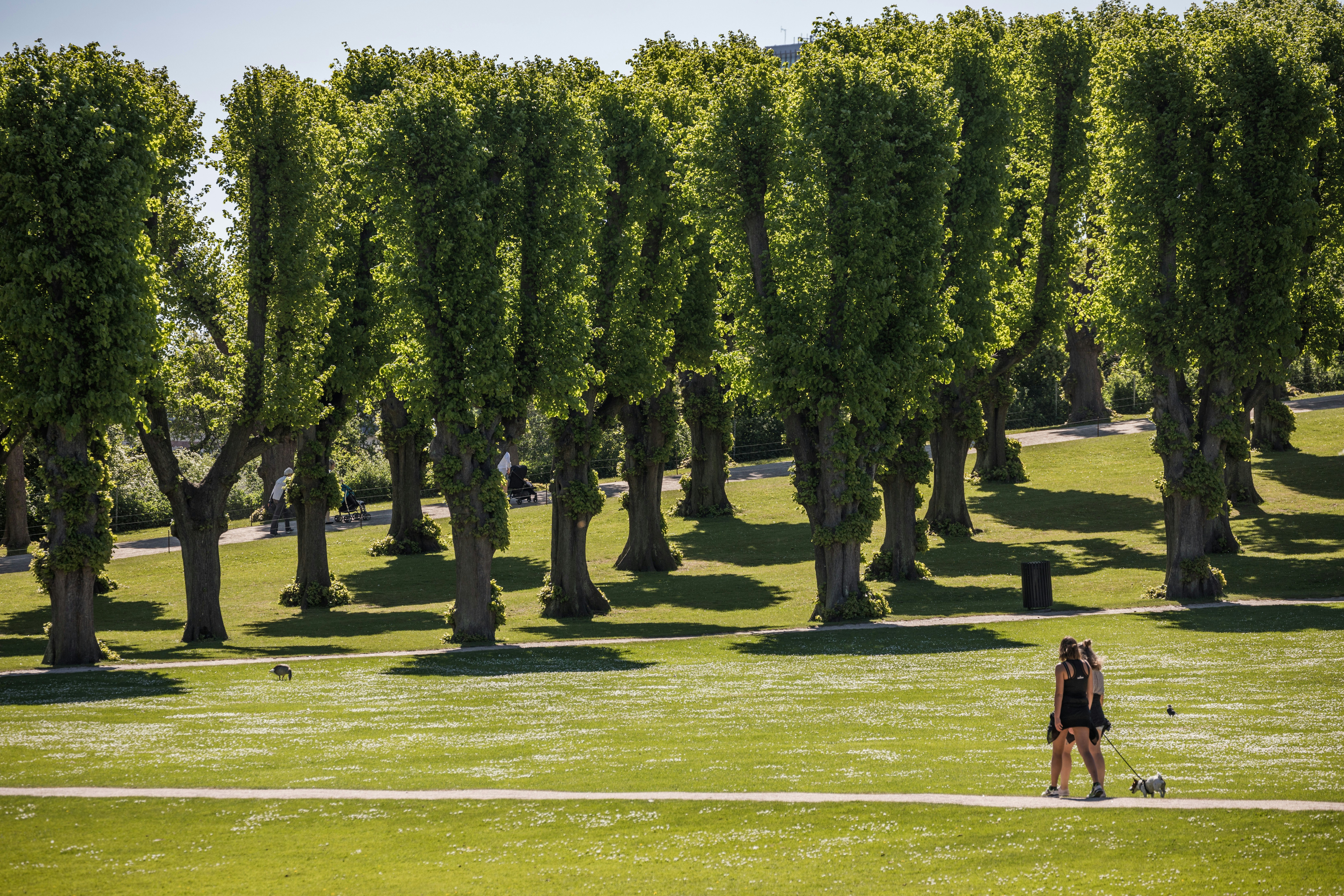 Two woman walk a dog in Frederiksberg Garden on a sunny Sunday.