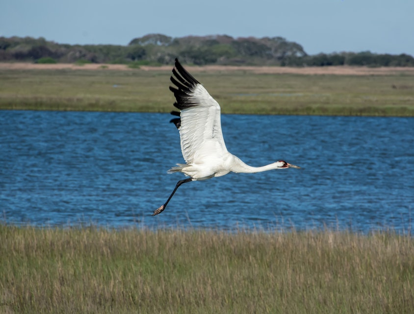 Whooping crane in flight at Aransas National Wildlife Refuge in Texas.
