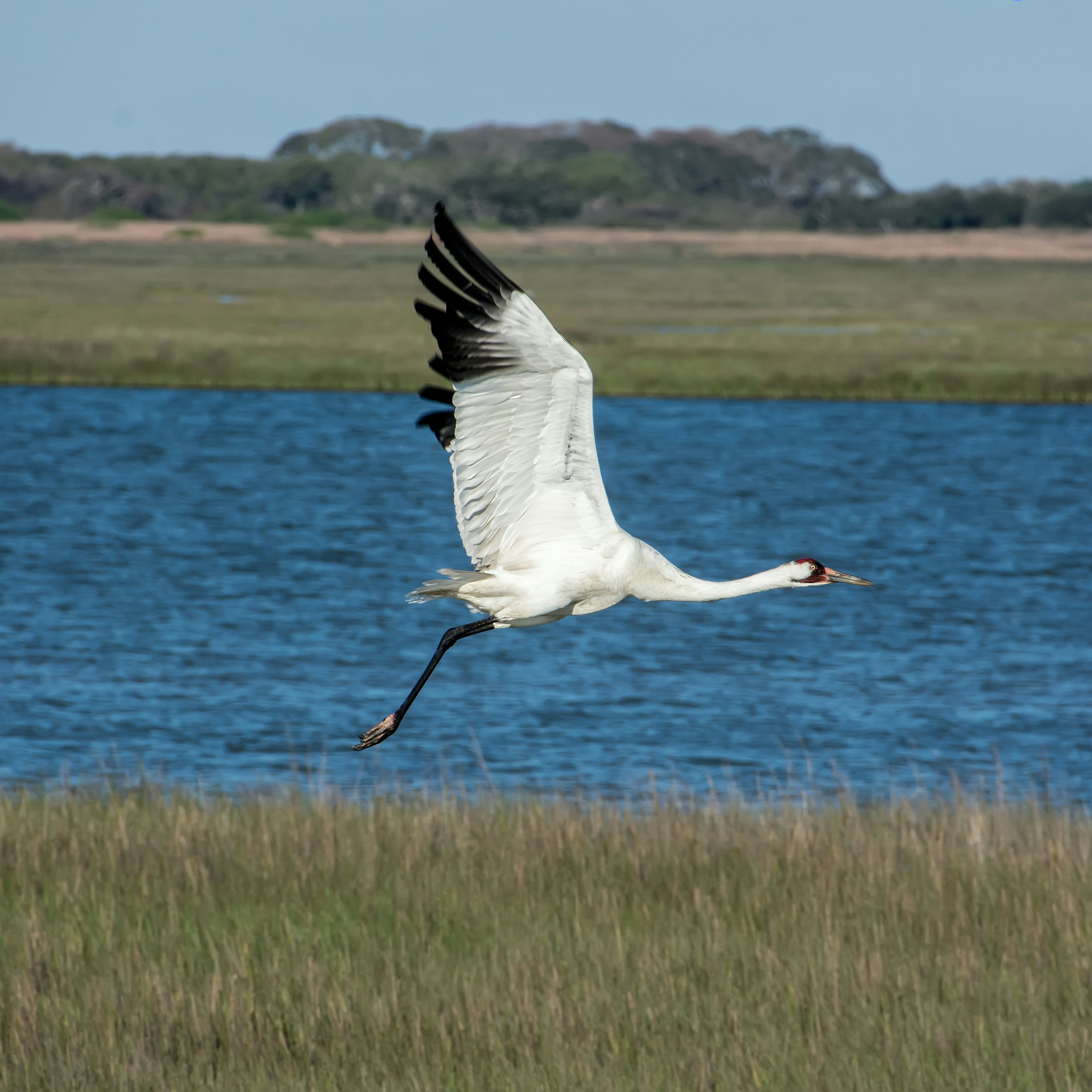 Whooping crane in flight at Aransas National Wildlife Refuge in Texas.