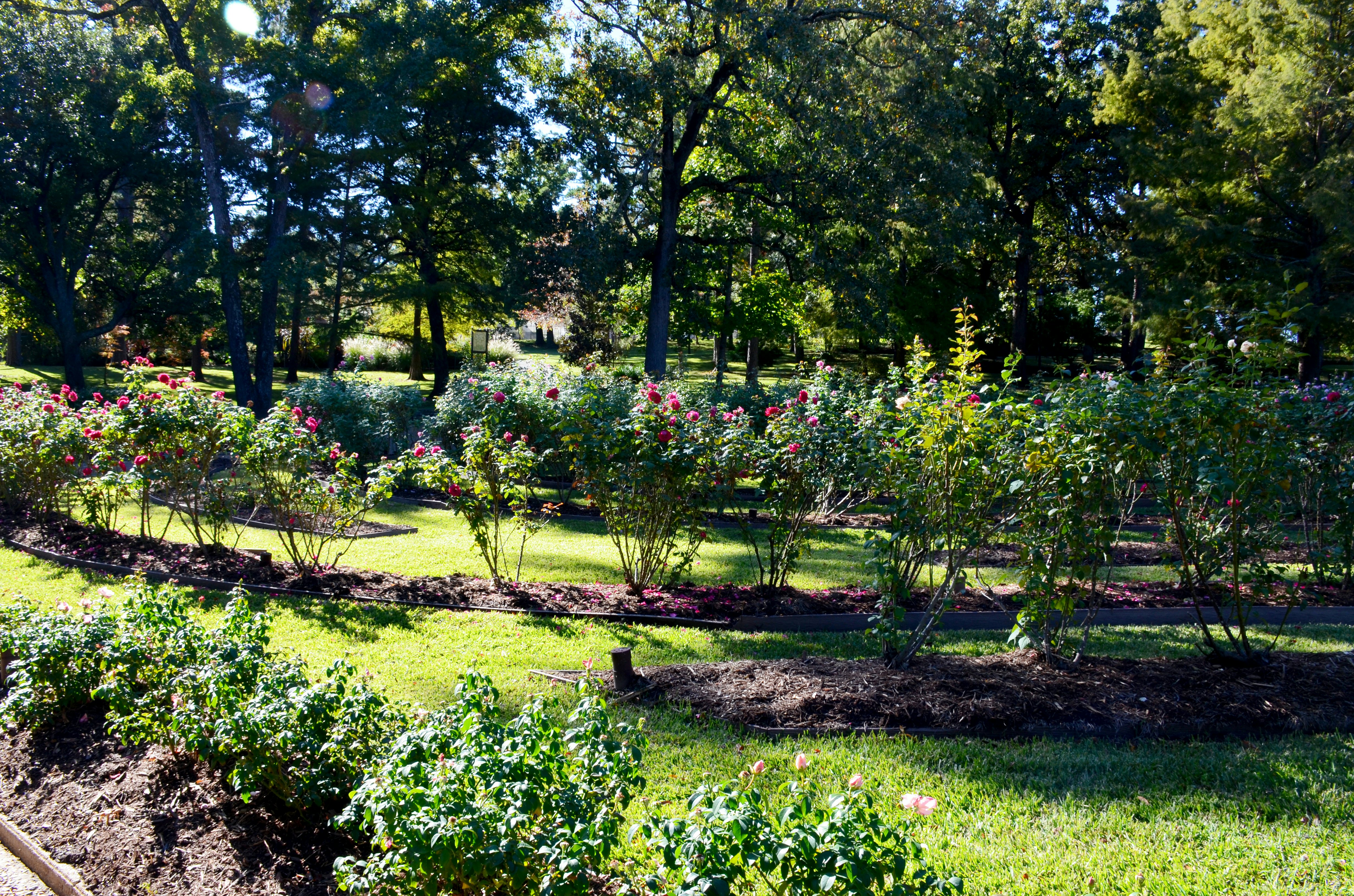 Tyler Municipal Rose Garden in Tyler, Texas.