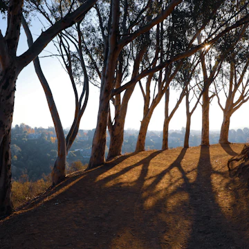 Tree lined Inspiration Point hiking trail in Will Rogers State Historic Park.