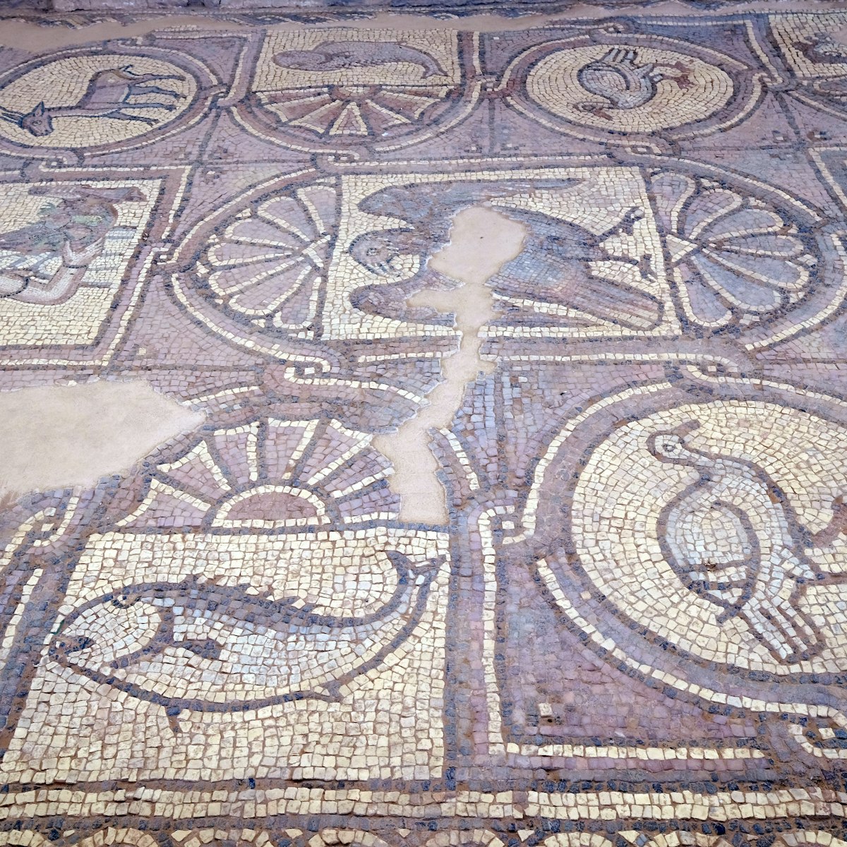 Floor mosaics of Petra Church, also known as the Byzantine Church.