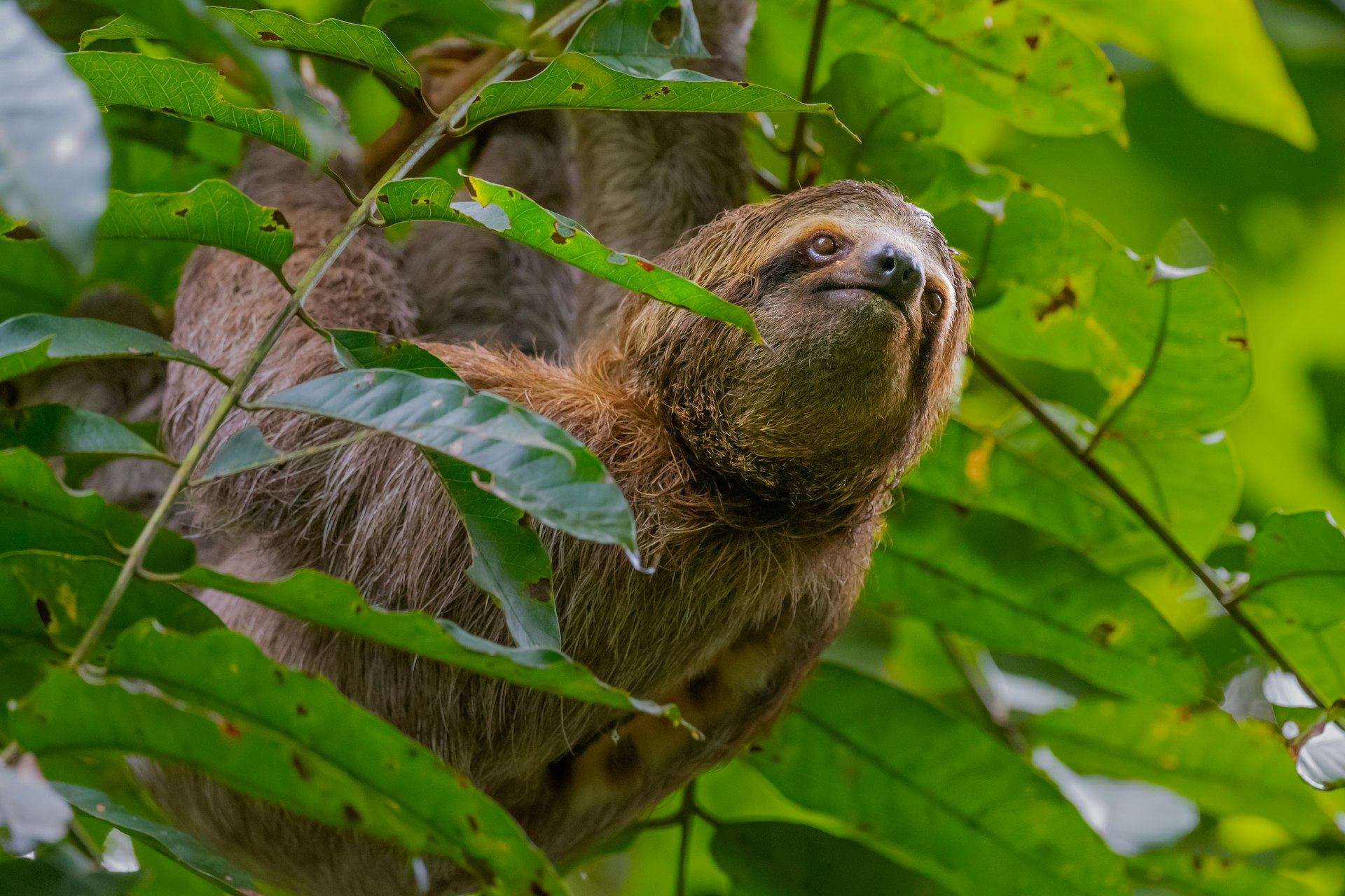 Un perezoso en los árboles en el Parque Nacional Manuel Antonio, Costa Rica