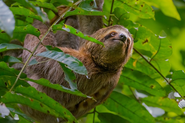 A closeup shot of a Sloths on a tree with the green leaves around in Manuel Antonio National Park, Costa Rica