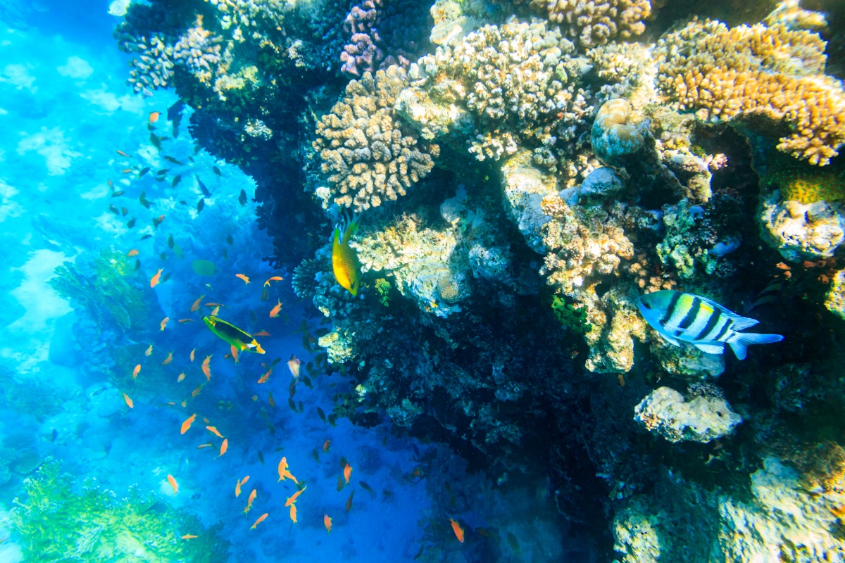 Tropical fish at coral reef in the Red sea in Ras Mohammed national park, Sinai peninsula in Egypt.