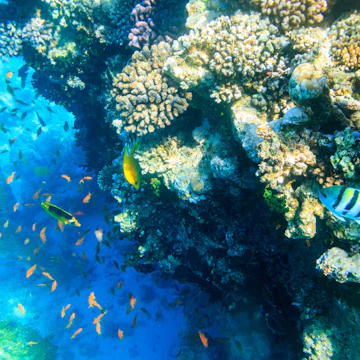 Tropical fish at coral reef in the Red sea in Ras Mohammed national park, Sinai peninsula in Egypt.