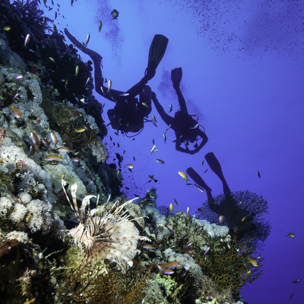 Underwater scene with a lionfish and a group of scuba divers at the famous Elphinstone at Egypt.
