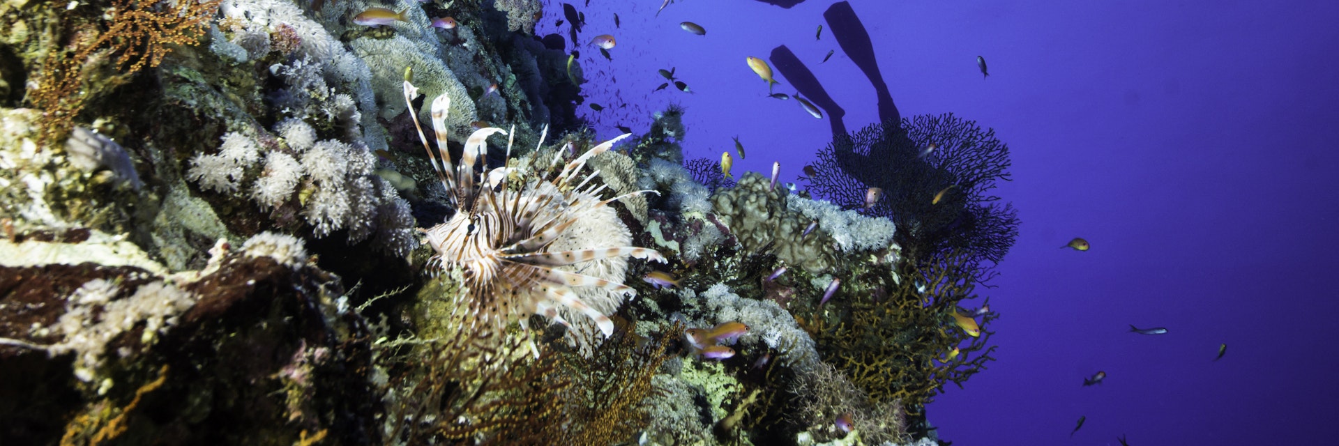 Underwater scene with a lionfish and a group of scuba divers at the famous Elphinstone at Egypt.
