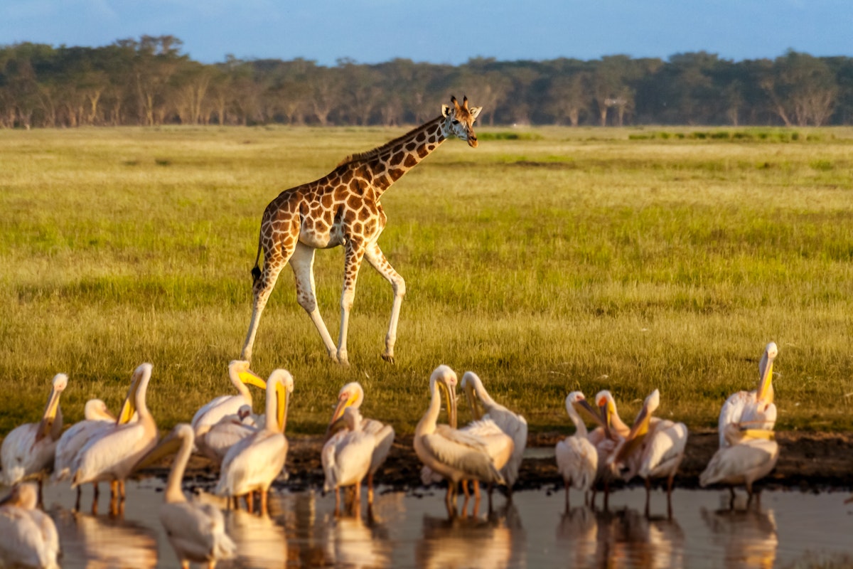 Giraffe and pelicans in Lake Nakuru National Park, Kenya.