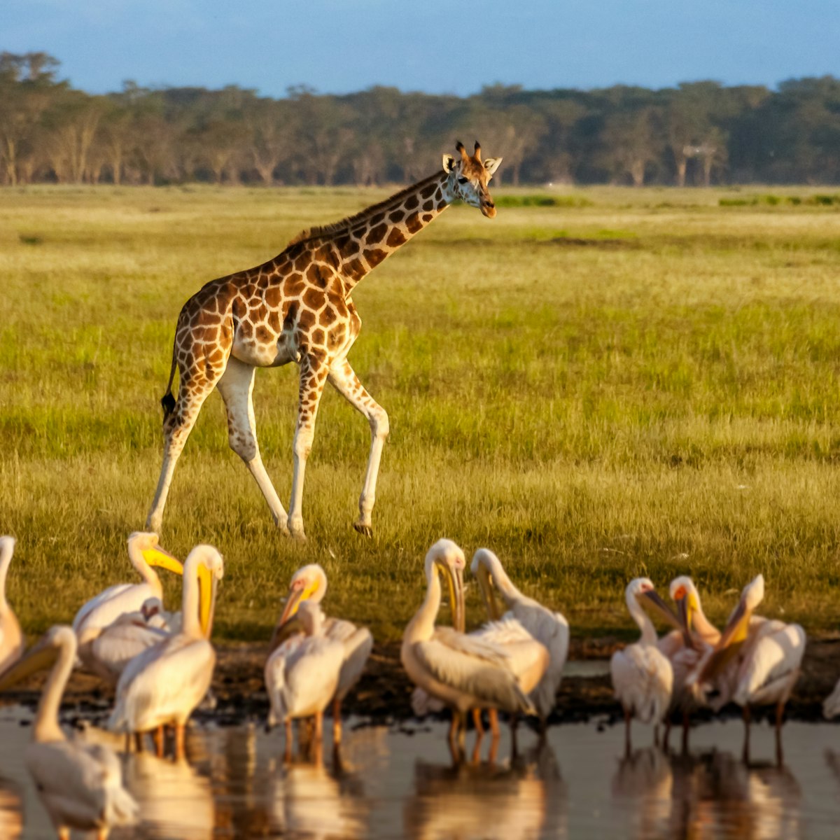 Giraffe and pelicans in Lake Nakuru National Park, Kenya.
