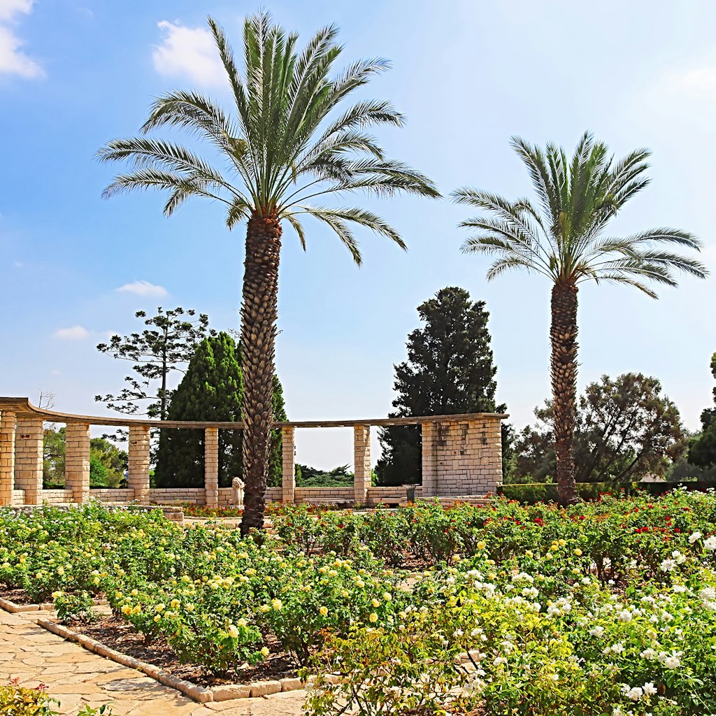 Rose garden and palms, Park Ramat Hanadiv, Israel. 