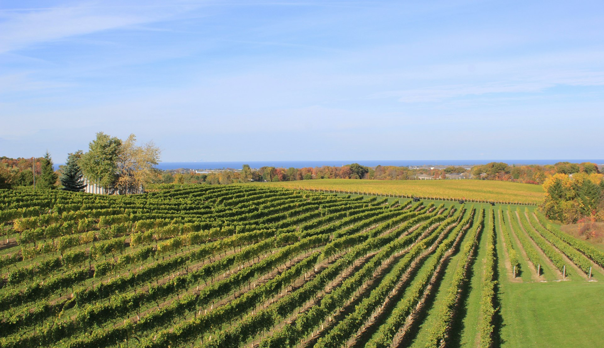 Grape fields at a winery in Jordan, Niagara Peninsula, Ontario, Canada