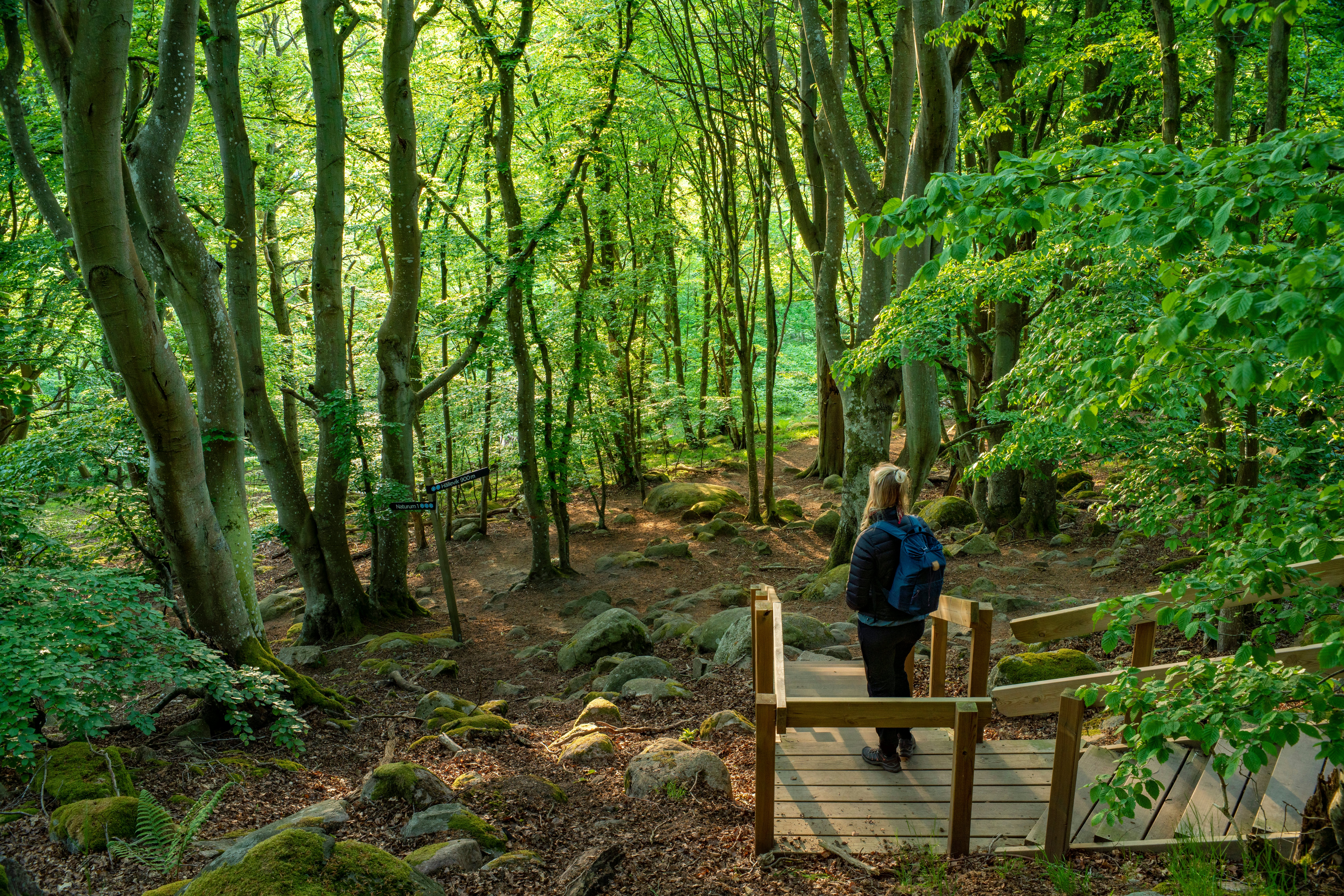 Lush forests in Stenshuvud National Park.