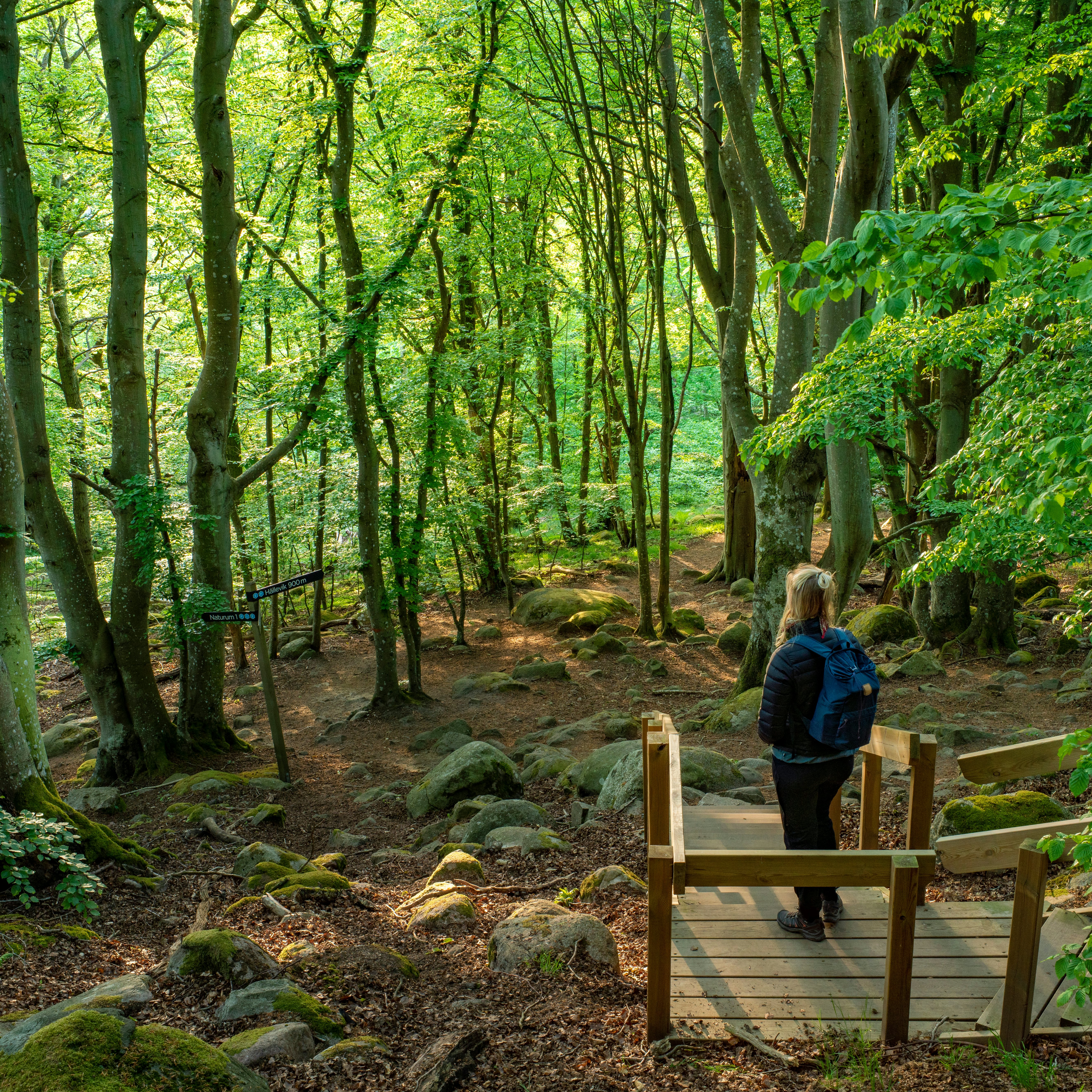 Lush forests in Stenshuvud National Park.