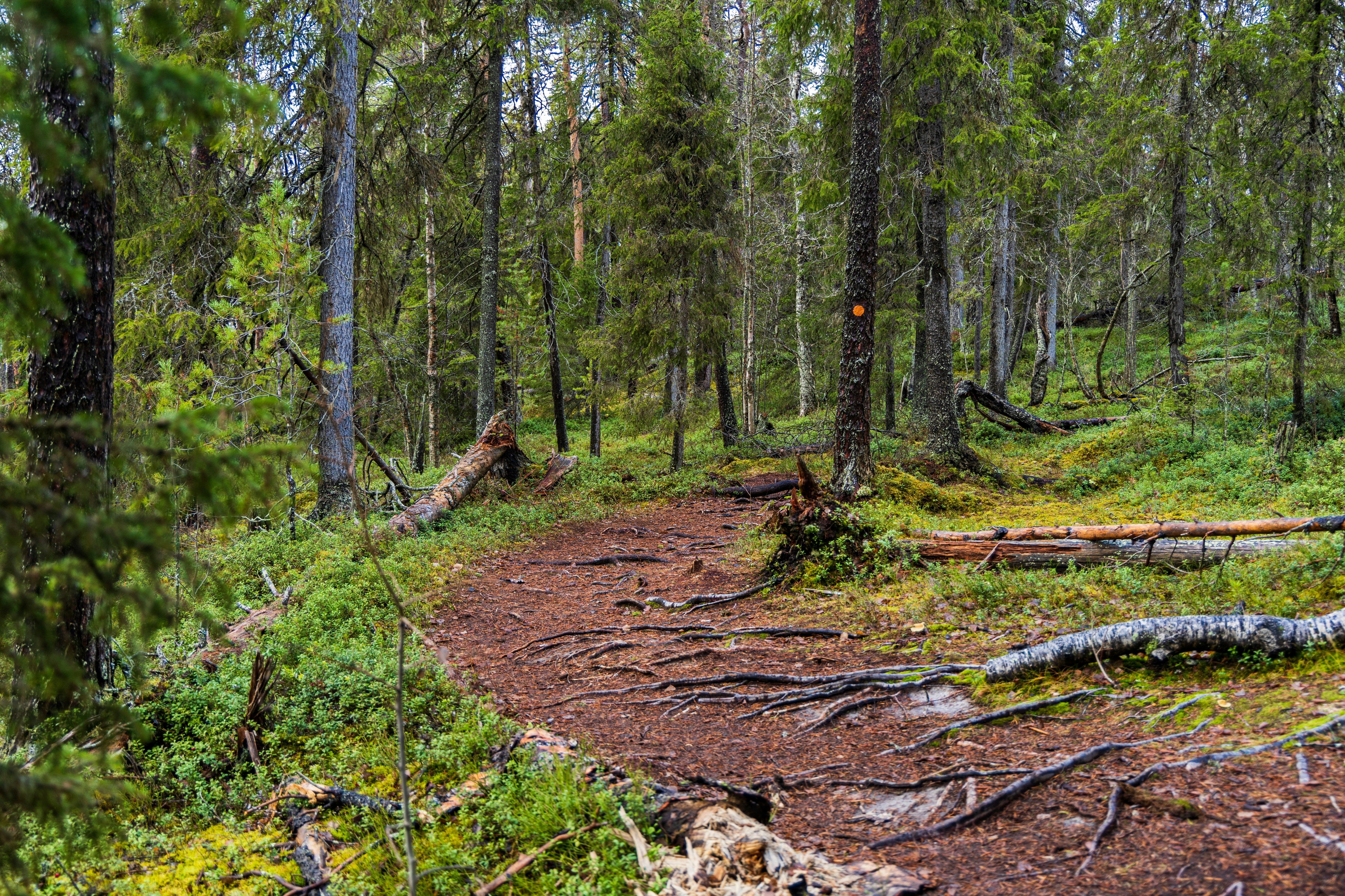 The Auttikongas Forest in the municipality of Rovaniemi in Finland.