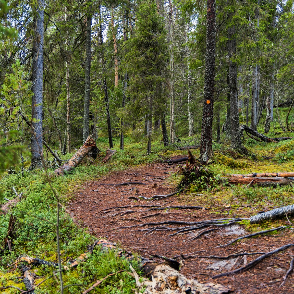The Auttikongas Forest in the municipality of Rovaniemi in Finland.