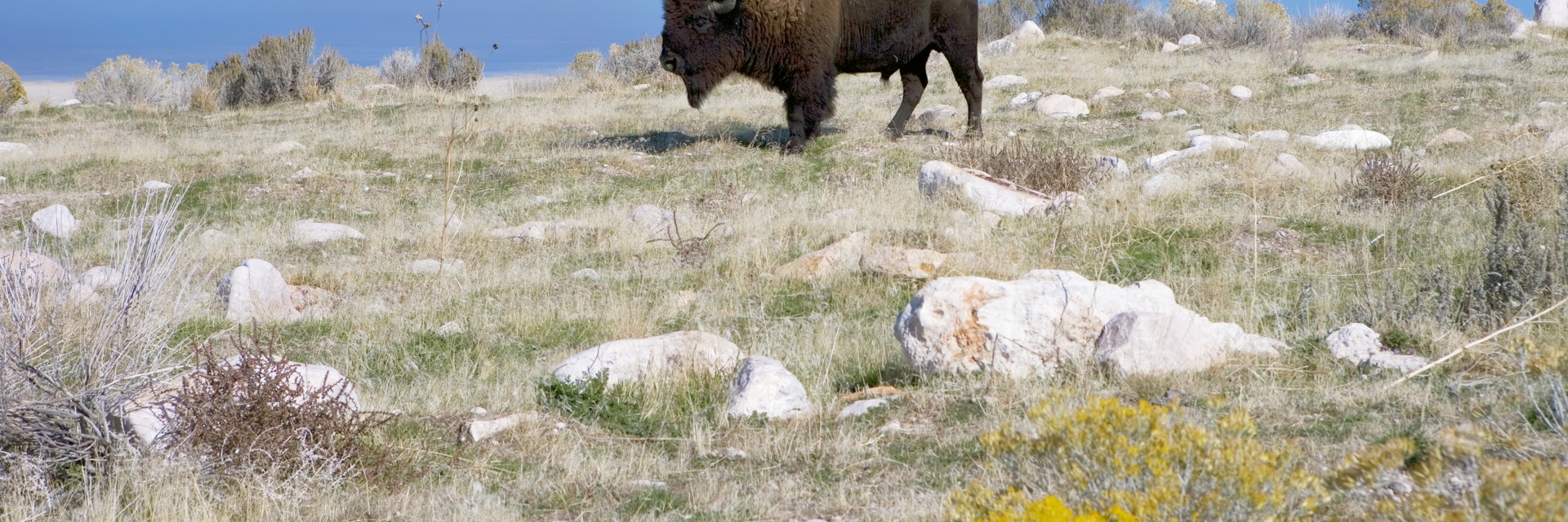 Buffalo in Antelope Island State Park.