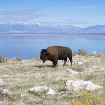 Buffalo in Antelope Island State Park.