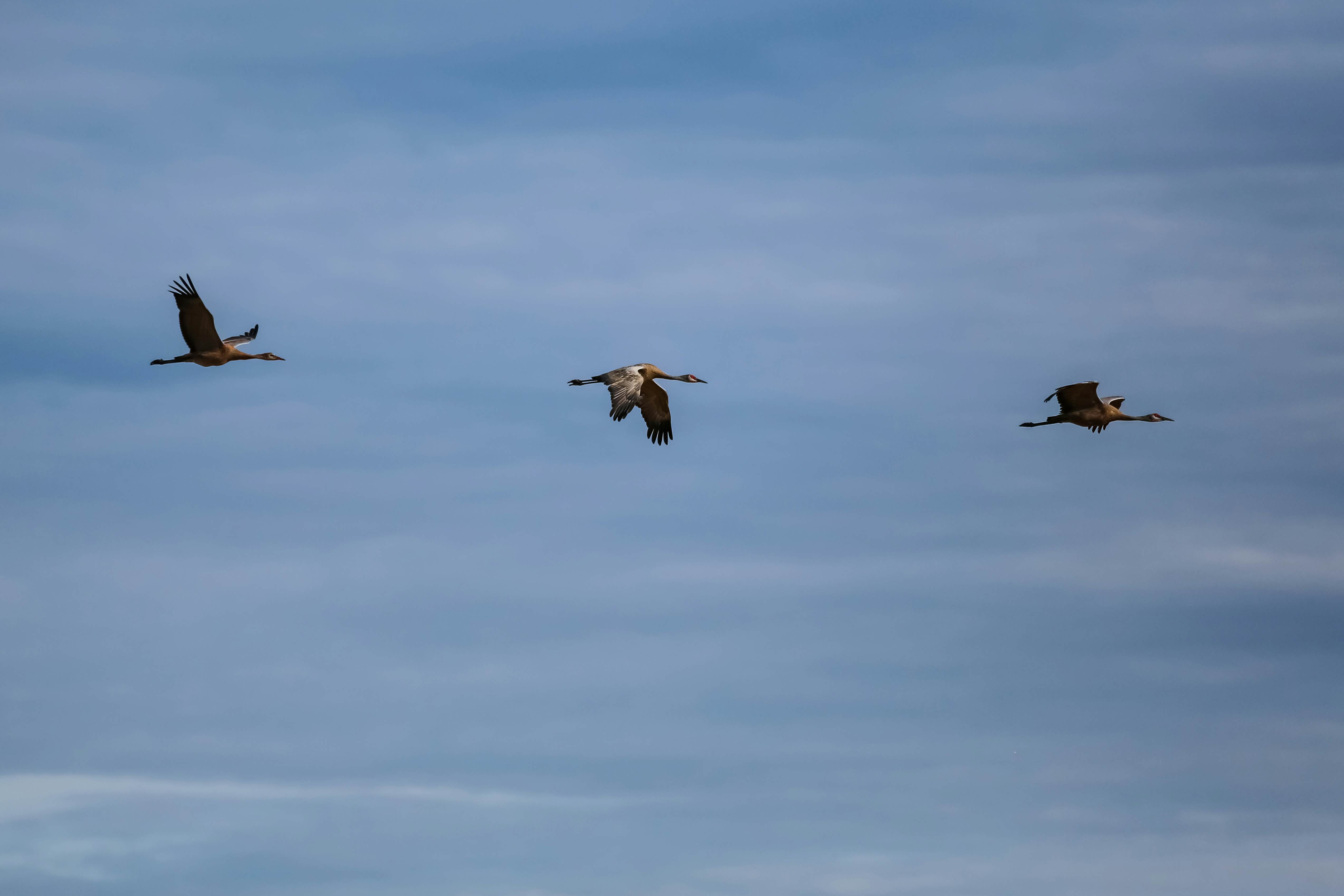 Three Sandhill cranes in flight, Creamer's Field Migratory Waterfowl Refuge, Fairbanks, Alaska.