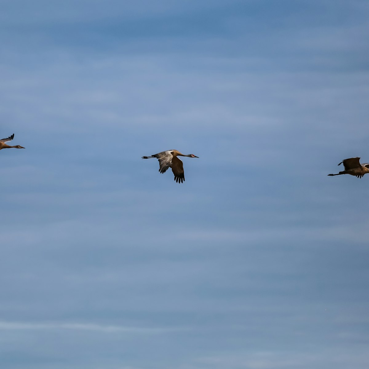 Three Sandhill cranes in flight, Creamer's Field Migratory Waterfowl Refuge, Fairbanks, Alaska.