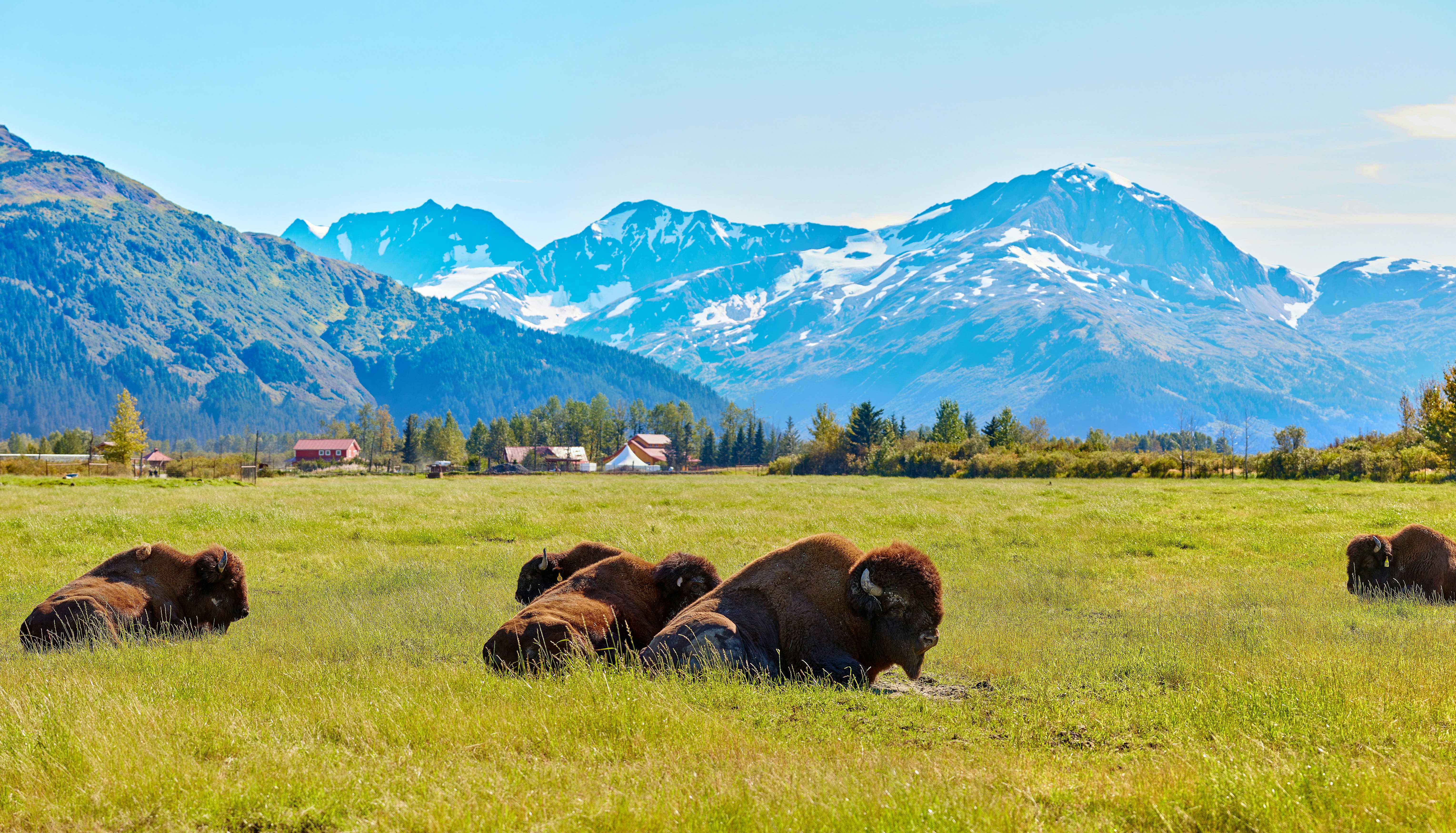 Bison at Alaska Wildlife Conservation Center.
