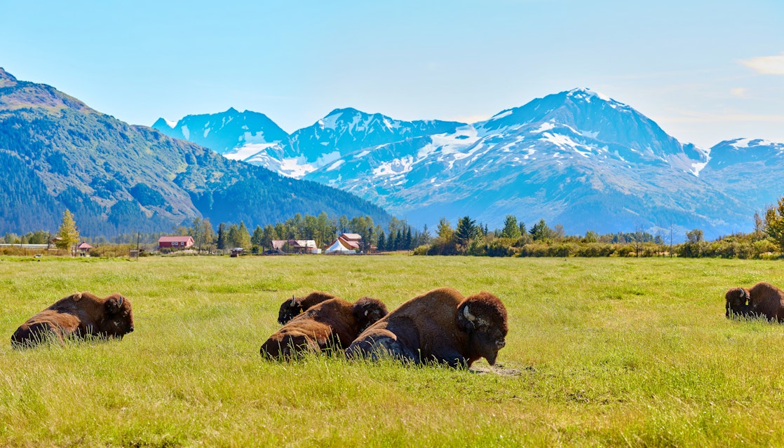 Bison at Alaska Wildlife Conservation Center.