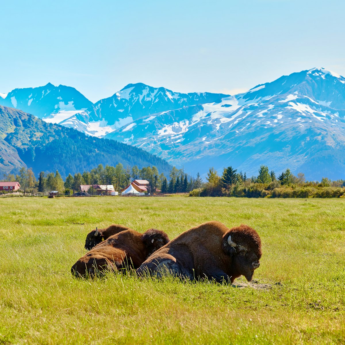 Bison at Alaska Wildlife Conservation Center.