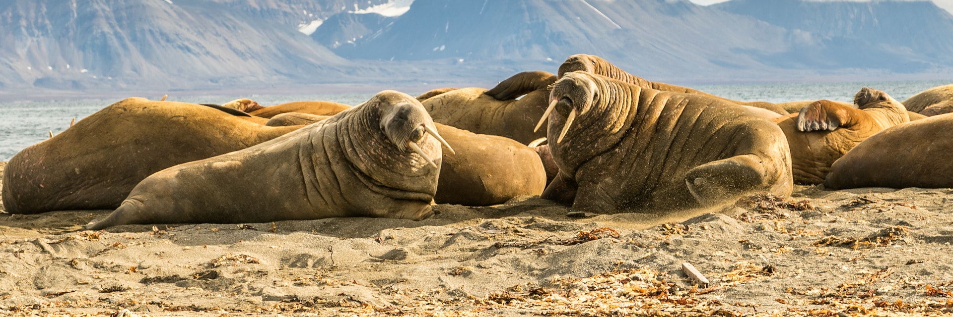 Group of walruses on Prins Karls Forland, Svalbard.
