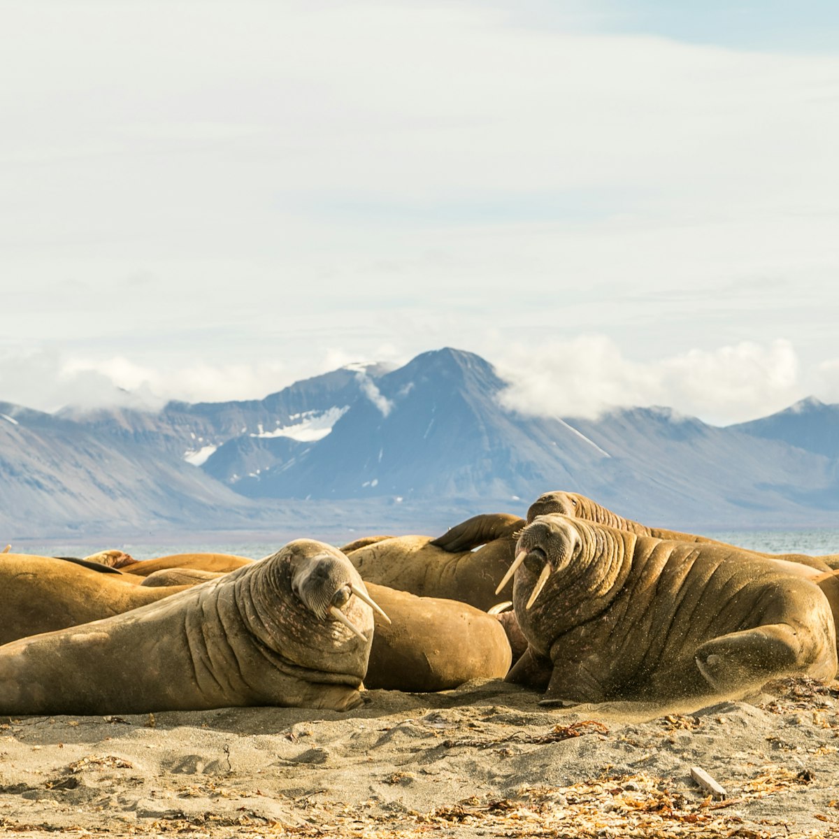Group of walruses on Prins Karls Forland, Svalbard.