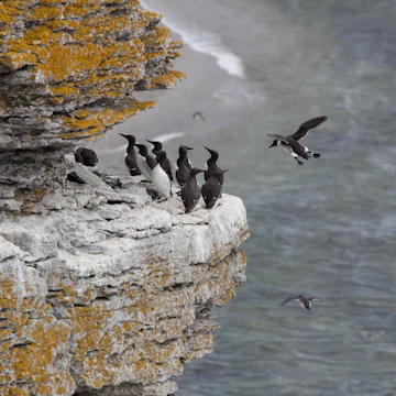 Guillemots on the island of Stora Karlsö in Sweden.