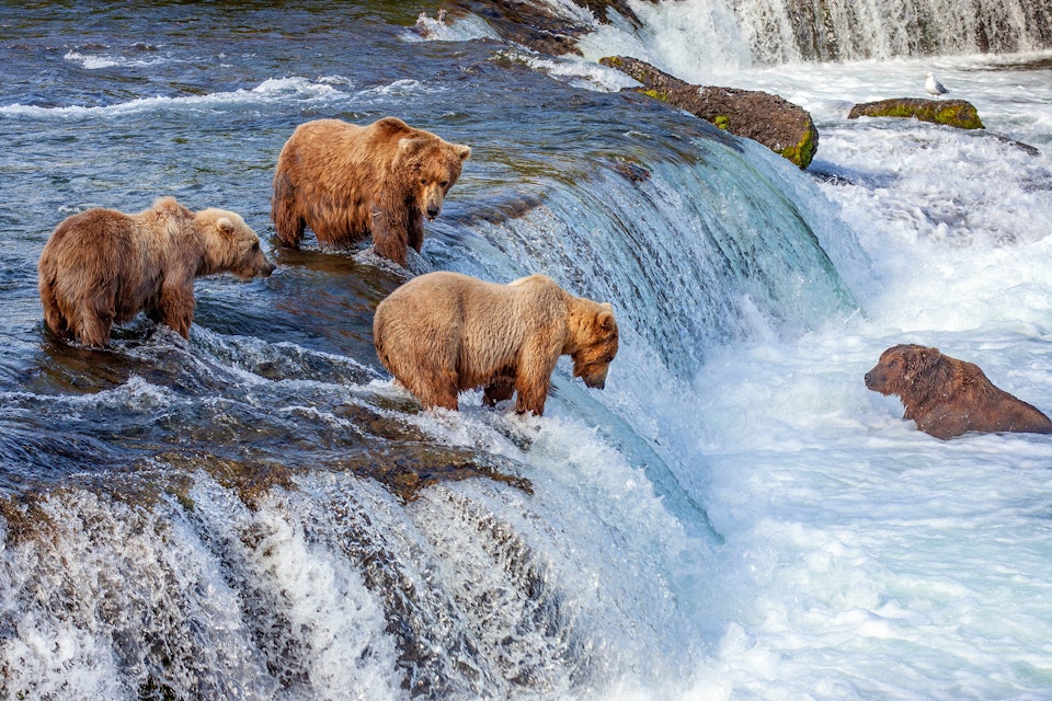 A group of grizzly bears fishing for salmon at Brooks Falls in Katmai National Park.