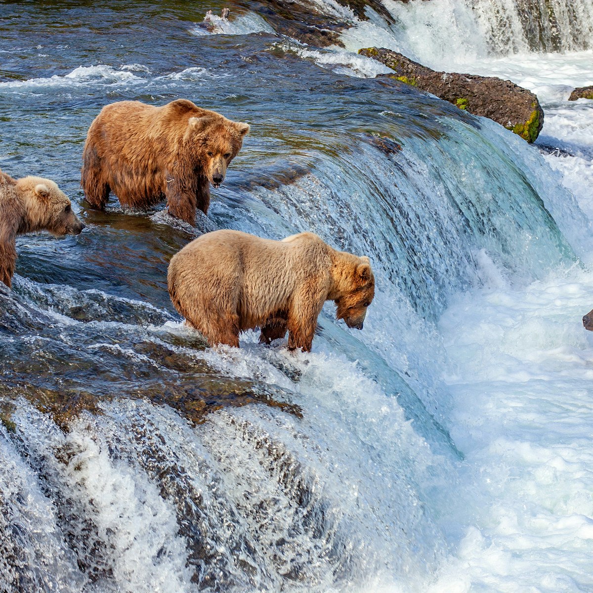 A group of grizzly bears fishing for salmon at Brooks Falls in Katmai National Park.