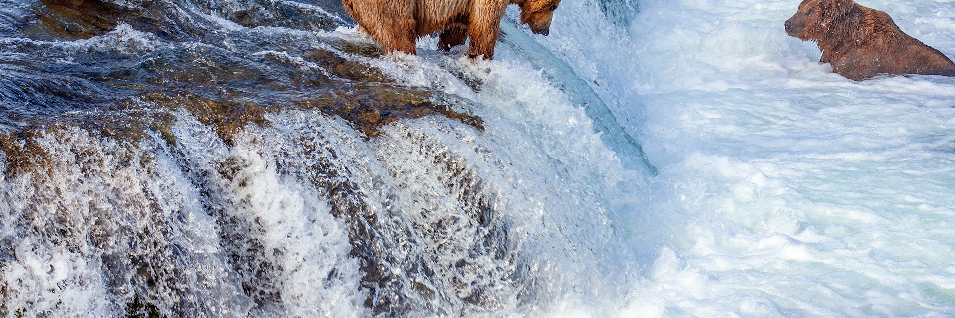 A group of grizzly bears fishing for salmon at Brooks Falls in Katmai National Park.