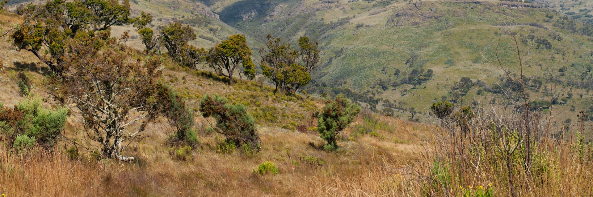 Landscape in Mount Elgon National Park, Kenya.