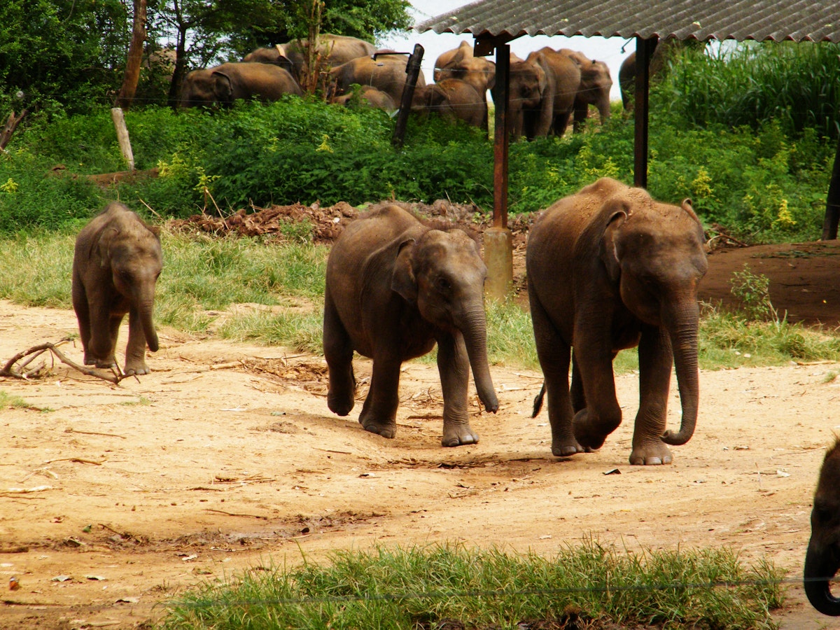 Elephants at the Udawalawe Elephant Transit Home.