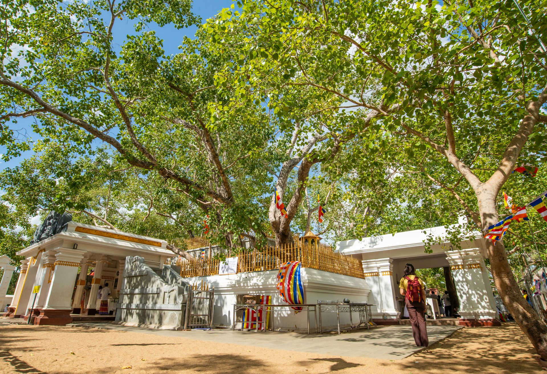 The broad branches of the Sri Maha Bodhi tree, the oldest living human-planted tree in the ancient city of Anuradhapura, Sri Lanka. 