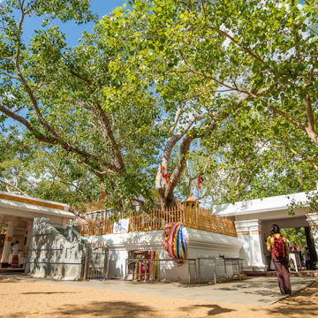 Jaya Sri Maha Bodhi the oldest living human-planted tree in the world with a known planting date in ancient city of Anuradhapura, Sri Lanka.