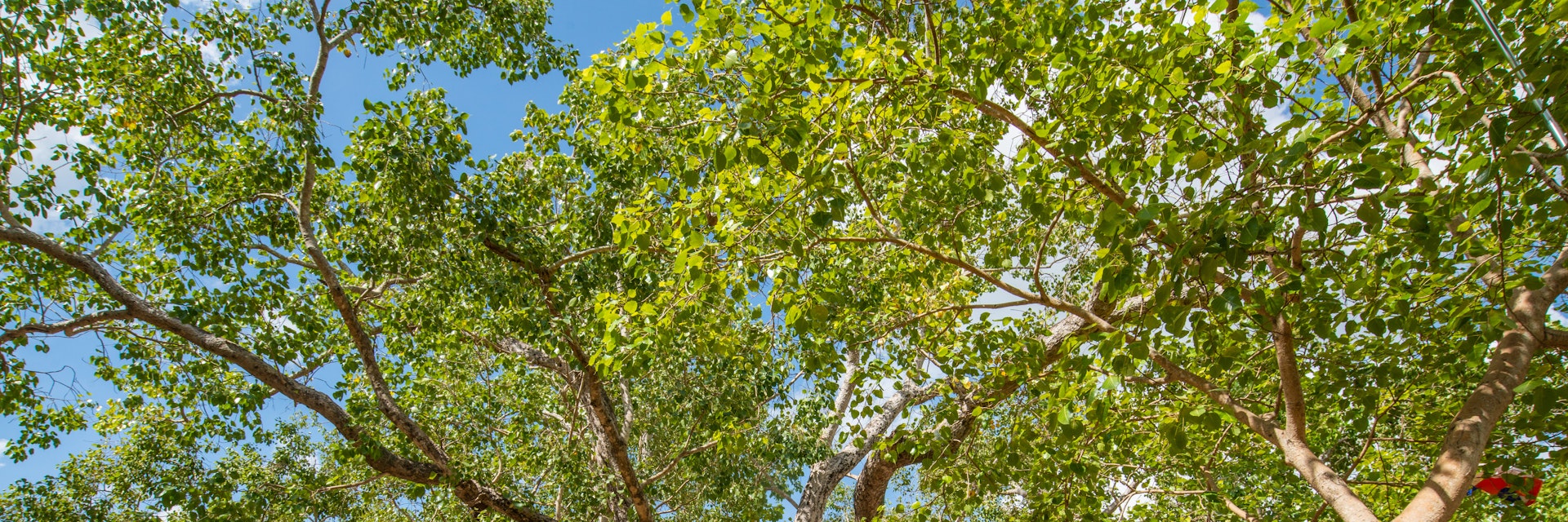 Jaya Sri Maha Bodhi the oldest living human-planted tree in the world with a known planting date in ancient city of Anuradhapura, Sri Lanka.
