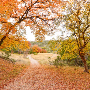 Lost Maples State Natural Area