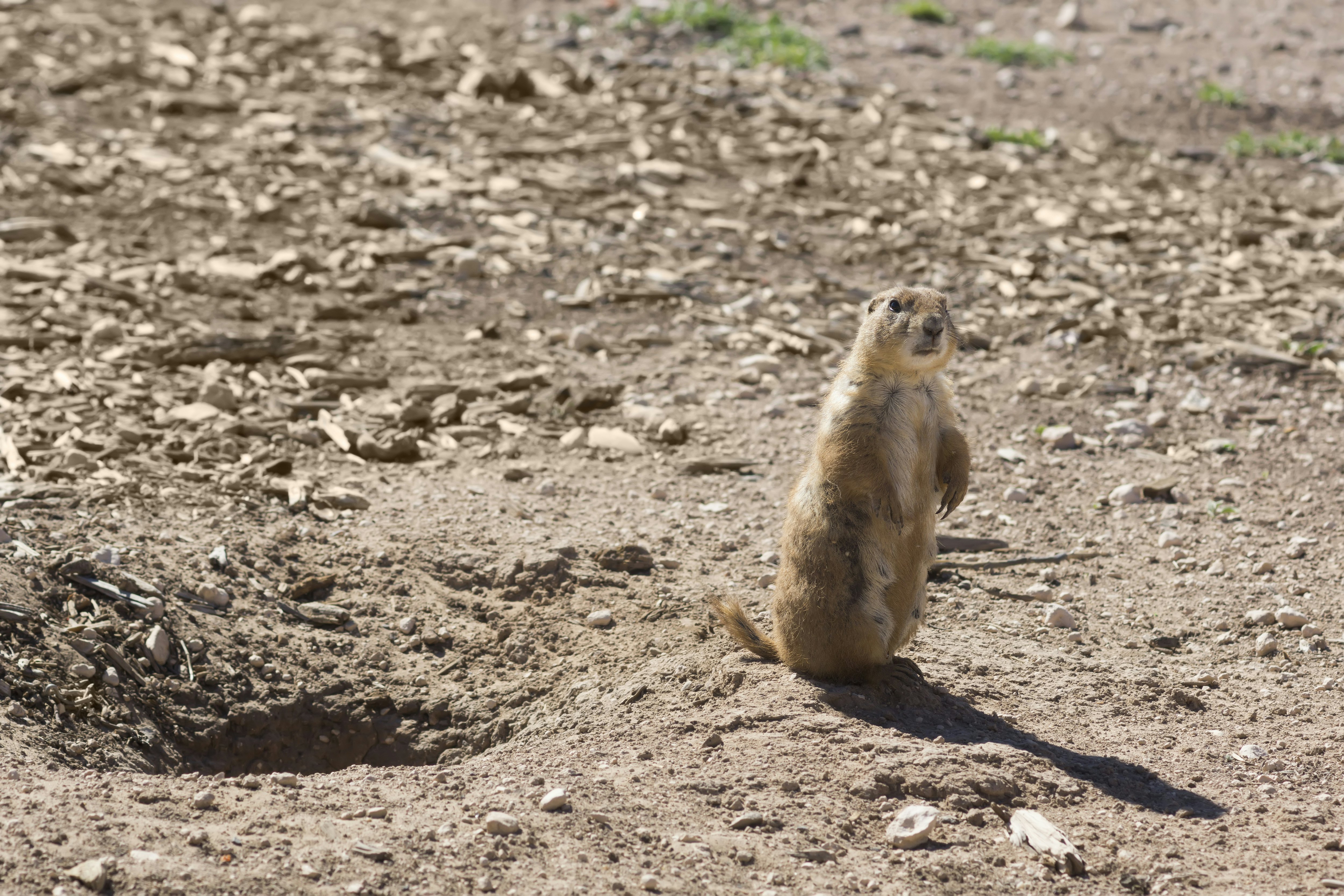 A black-tailed prairie dog standing near a burrow in Mackenzie Park, Lubbock, Texas.