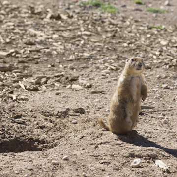 A black-tailed prairie dog standing near a burrow in Mackenzie Park, Lubbock, Texas.