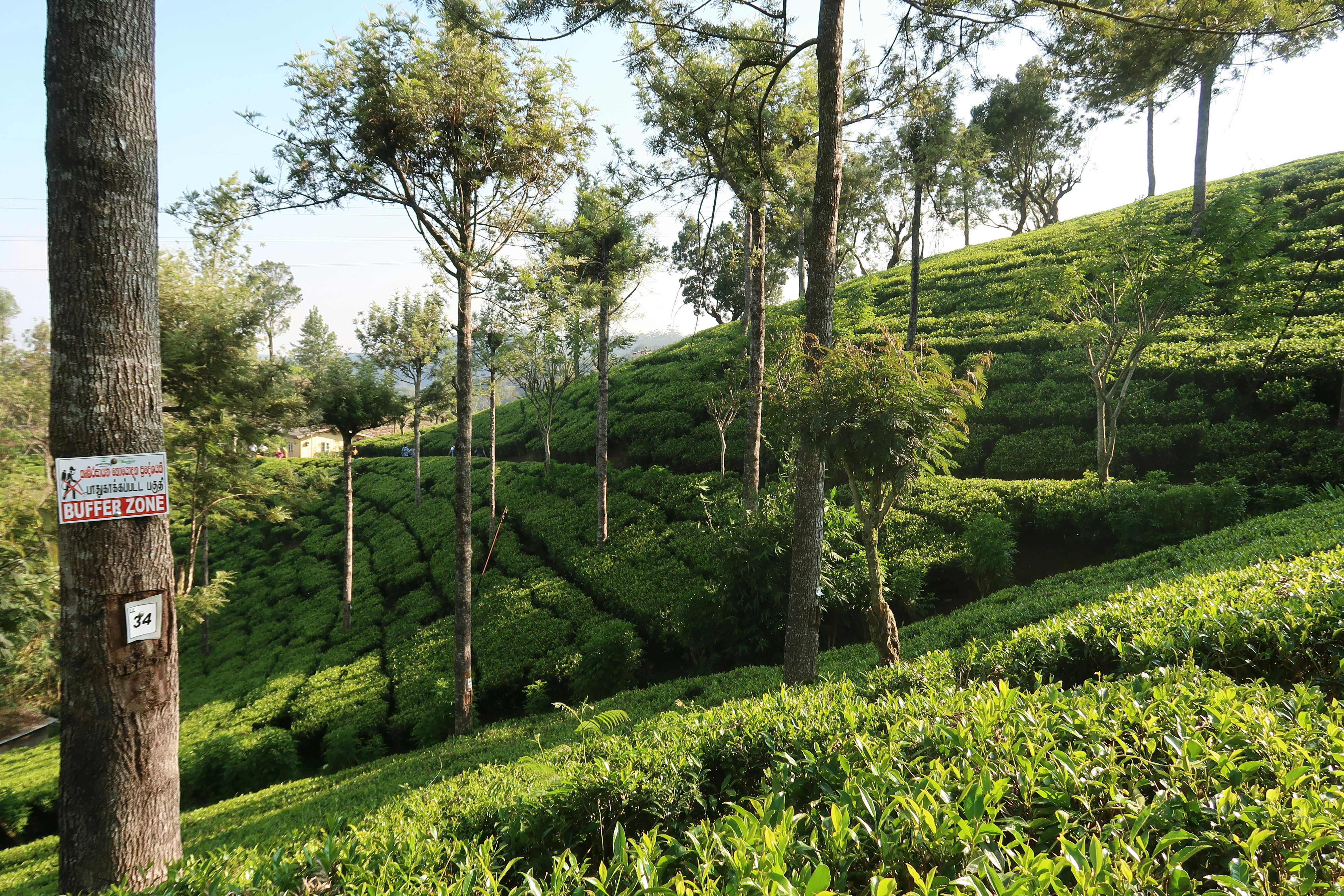Pedro tea estate in Sri Lanka.