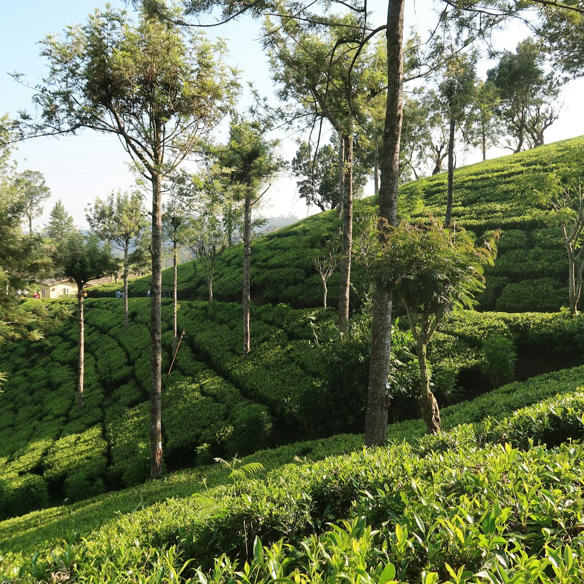 Pedro tea estate in Sri Lanka.