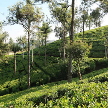Pedro tea estate in Sri Lanka.