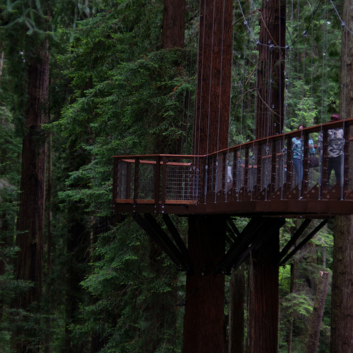 Tourists walk across a bridge on the Redwood Sky Walk in the Sequoia Park Zoo.